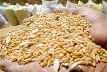 قال عبد القادر علوي رئيس الفيدرالية الوطنية للمطاحن بالمغرب، أمس الأربعاء، إن مخزون القمح في المملكة يغطي احتياجاتها لمدة 5 أشهر.وقال العلوي