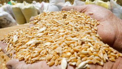 قال عبد القادر علوي رئيس الفيدرالية الوطنية للمطاحن بالمغرب، أمس الأربعاء، إن مخزون القمح في المملكة يغطي احتياجاتها لمدة 5 أشهر.وقال العلوي