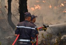 أعلنت السلطات المغربية، الثلاثاء، أن حرائق الغابات بالمغرب دمرت 9200 هكتار منذ أسبوع في أقاليم العرائش ووزان وتطوان وتازة وشفشاون، منها
