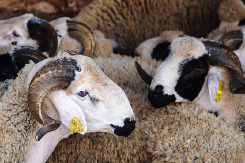 أفاد وزير الفلاحة والصيد البحري والتنمية القروية والمياه والغابات، محمد صديقي، أمس الإثنين بمجلس النواب بأن الطلب المرتقب على الأغنام والماع