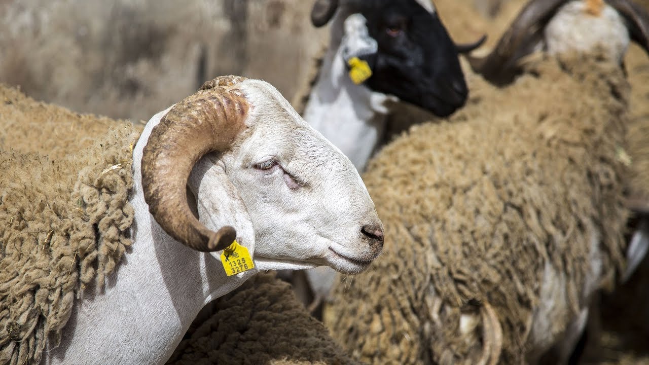 مع حلول عيد الأضحى المبارك، يتم نسج عدد من الفرضيات بخصوص شعيرة الأضحية بدون معطيات أو شواهد واعتمادها كأنها حقيقة لا غبار عليها في محاولة