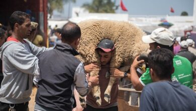 يعتبر عيد الأضحى مدرسة يحتفل فيها المسلمون في المغرب والعالم بعدد من القيم الإسلامية التي من مقاصدها التقرب إلى الله عز وجل بقربان الأضحية و