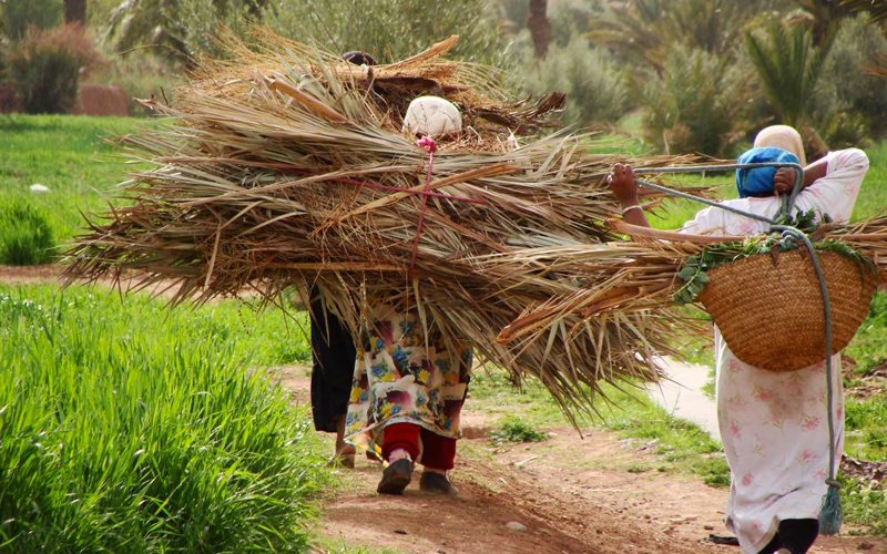 أظهر تقرير أزمة الغذاء العالمية لعام 2025 استمرار هشاشة الأمن الغذائي في منطقة شمال إفريقيا، واختلاف مستويات التأثر بين دولها نتيجة تداخل أزمات متعددة اقتصادية وأمنية ومناخية وغيرها.