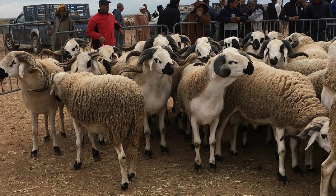 أضاحي العيد