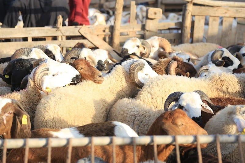 شنت السلطات العمومية في عدد من المدن والقرى حملات للحد من مظاهر بيع المواشي، تنفيذا للإهابة الملكية لشعبه بعدم القيام بشعيرة أضحية العيد لهذ